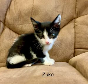 Zuko Domestic Short Hair Cat