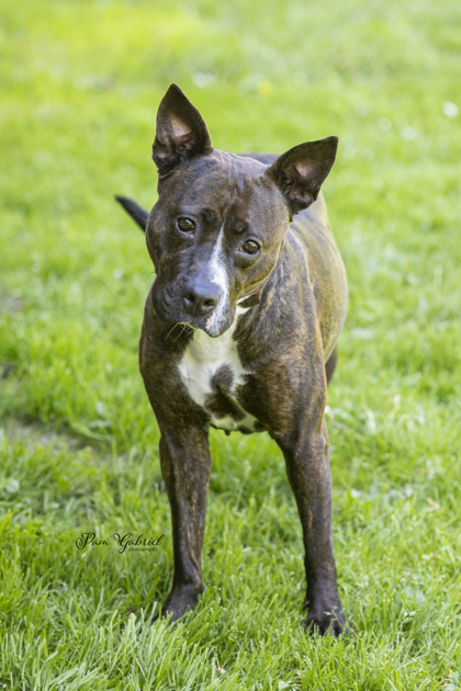 Lucy Lou, an adoptable Mixed Breed in Rhinelander, WI, 54501 | Photo Image 1