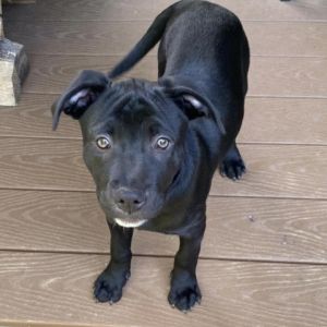 NY Jayla (Foster in Yorktown Heights) Terrier Dog
