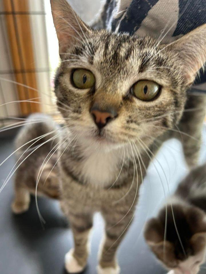 Maya, an adoptable Domestic Short Hair in Ontario, OR, 97914 | Photo Image 1