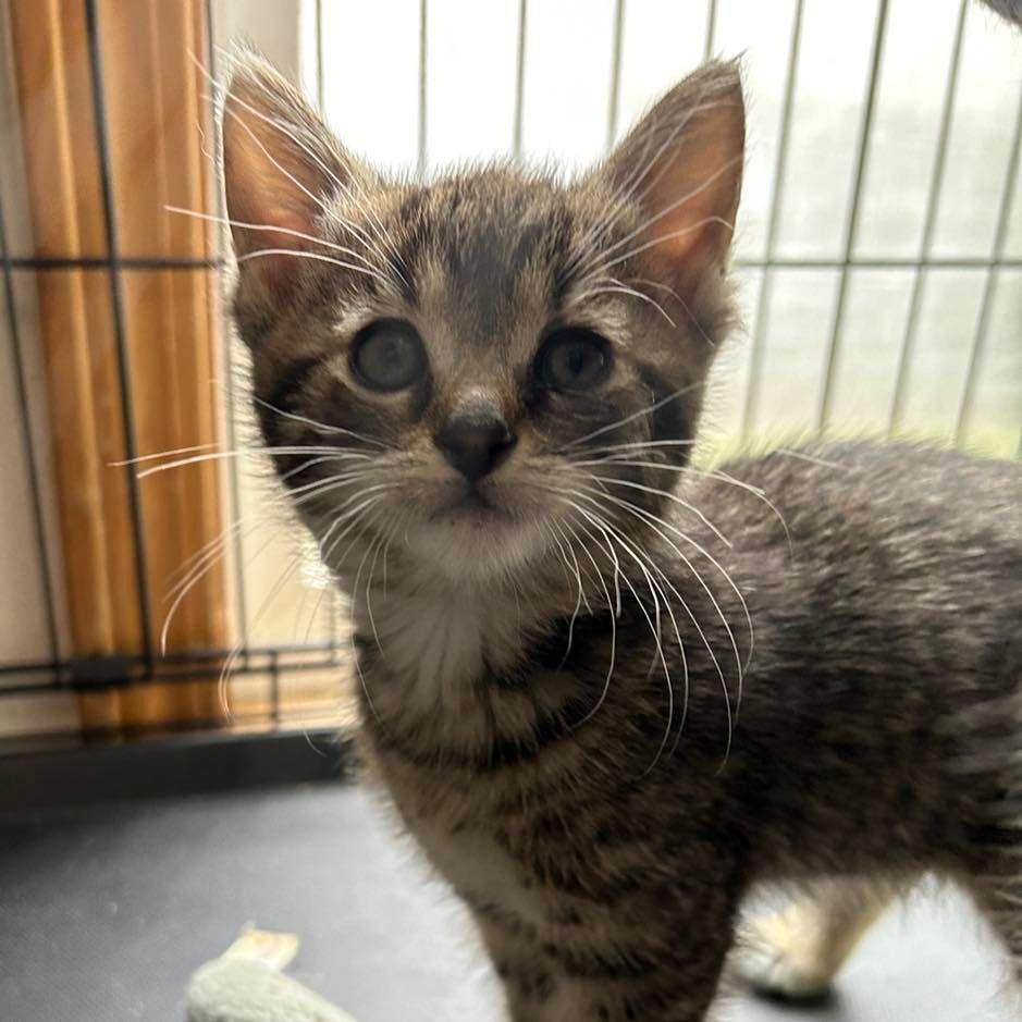 Molly, an adoptable Domestic Short Hair in Ontario, OR, 97914 | Photo Image 1