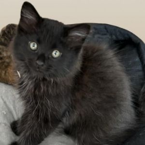 Calling all Black cat lovers Espresso is a beauty with his long silky fur and his big fluff of a