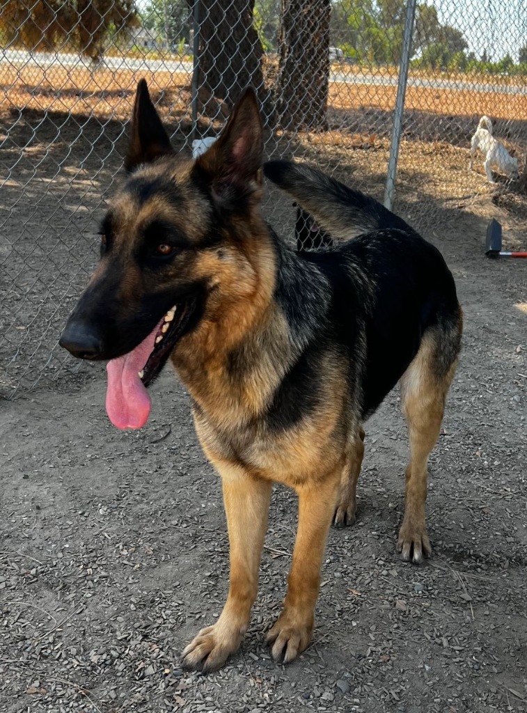 Dog for adoption - Capri, a German Shepherd Dog Mix in Lemoore, CA ...