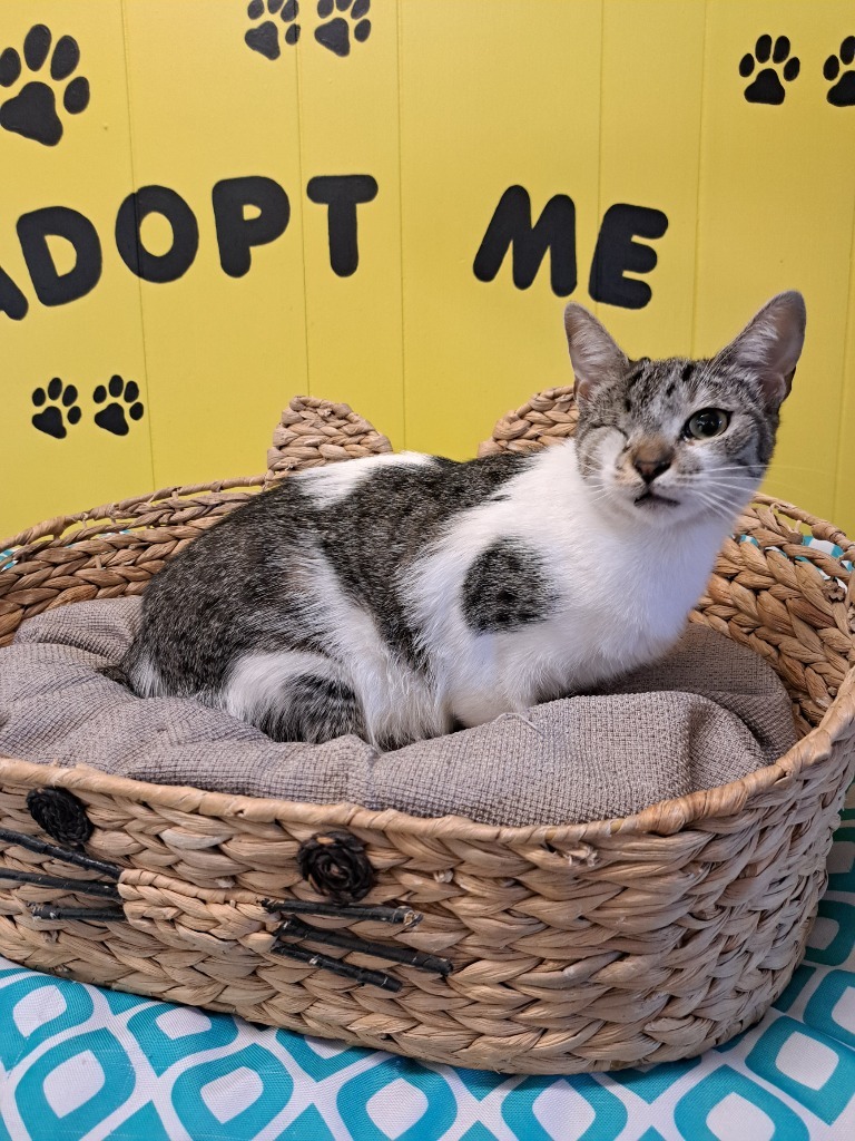 Wolfie, an adoptable Domestic Short Hair in Lemoore, CA, 93245 | Photo Image 1