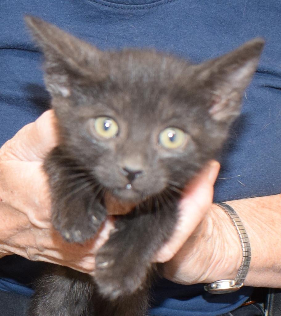 Magnum (Memorial K5), an adoptable Domestic Short Hair in Pahrump, NV, 89048 | Photo Image 1