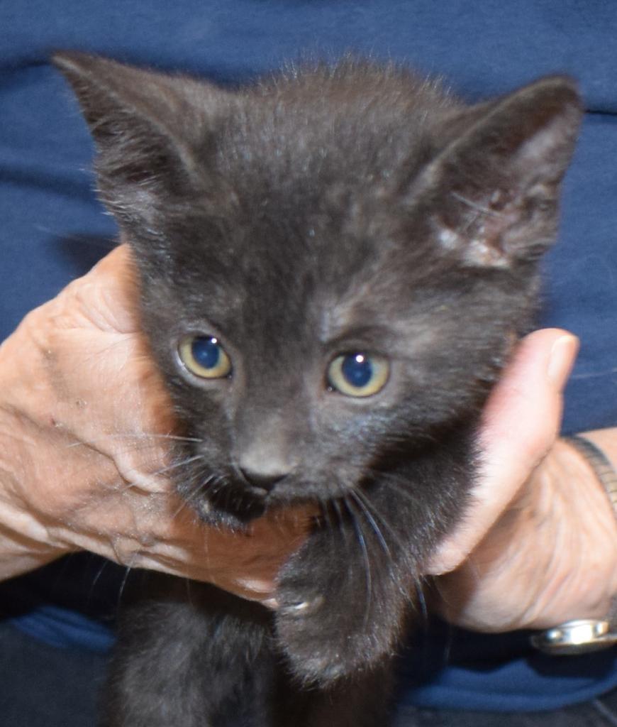 Treger (Memorial K3), an adoptable Domestic Short Hair in Pahrump, NV, 89048 | Photo Image 1