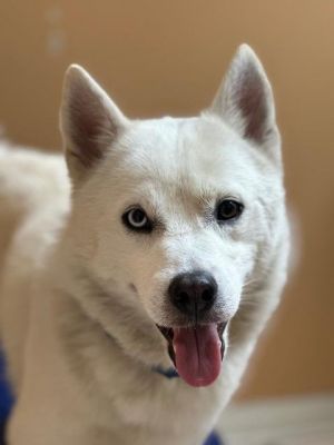 Blizz is a 1 year old male Pomsky Hes very friendly and playful He was found as a stray 450