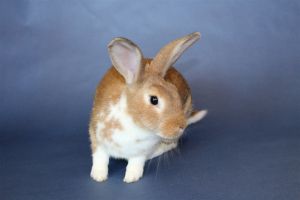 Howdy my name is Parmesan Im an adult medium sized spayed female shorthaired rabbit thats rea