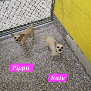 Kate &amp; Pippa Chihuahua Dog