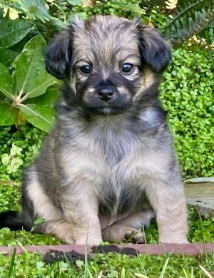 Ashley Olsen Yorkshire Terrier Dog