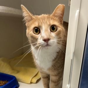 Meet Lulu a delightful 2-year-old female cat with a stunning orange and white tabby coat Lulu is s