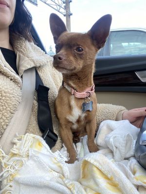 Dexter Chihuahua Dog