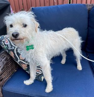 Animal Profile Waffle is an estimated 1-2 year old 10 lb spayed female poodle terrier mixed breed 