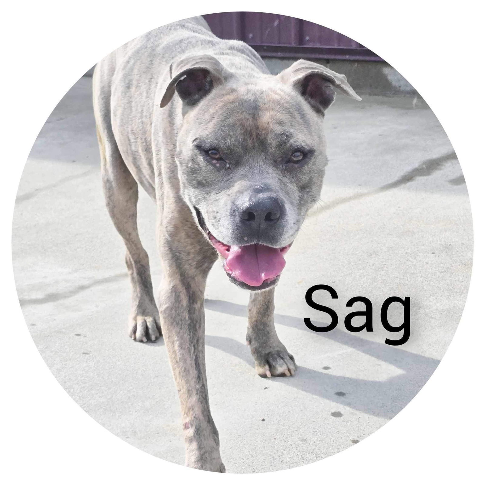 Sag