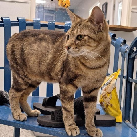 Tabitha, an adoptable Domestic Short Hair in Kingman, KS, 67068 | Photo Image 1