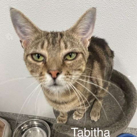 Tabitha, an adoptable Domestic Short Hair in Kingman, KS, 67068 | Photo Image 2