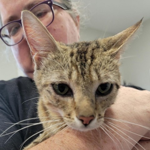 Tabitha, an adoptable Domestic Short Hair in Kingman, KS, 67068 | Photo Image 3