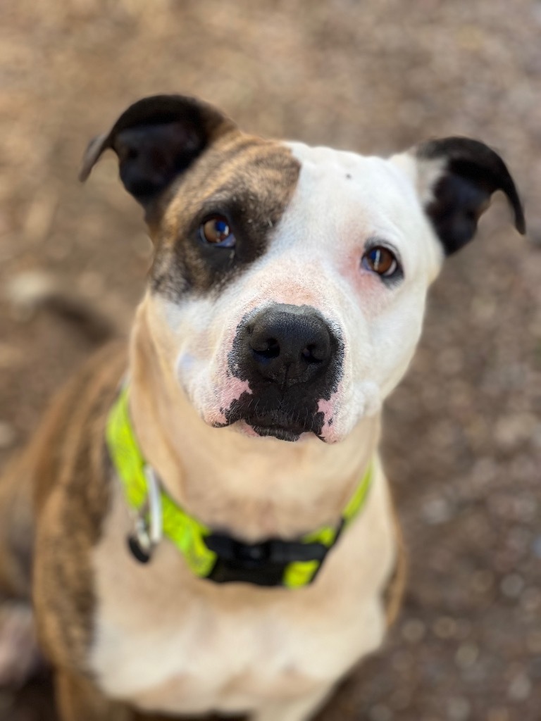 Keena, an adoptable Pit Bull Terrier in Duncan, OK, 73533 | Photo Image 1