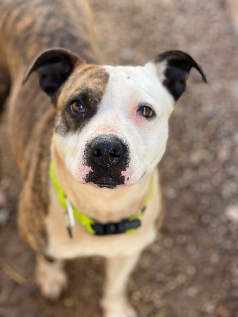 Keena, an adoptable Pit Bull Terrier in Duncan, OK, 73533 | Photo Image 3