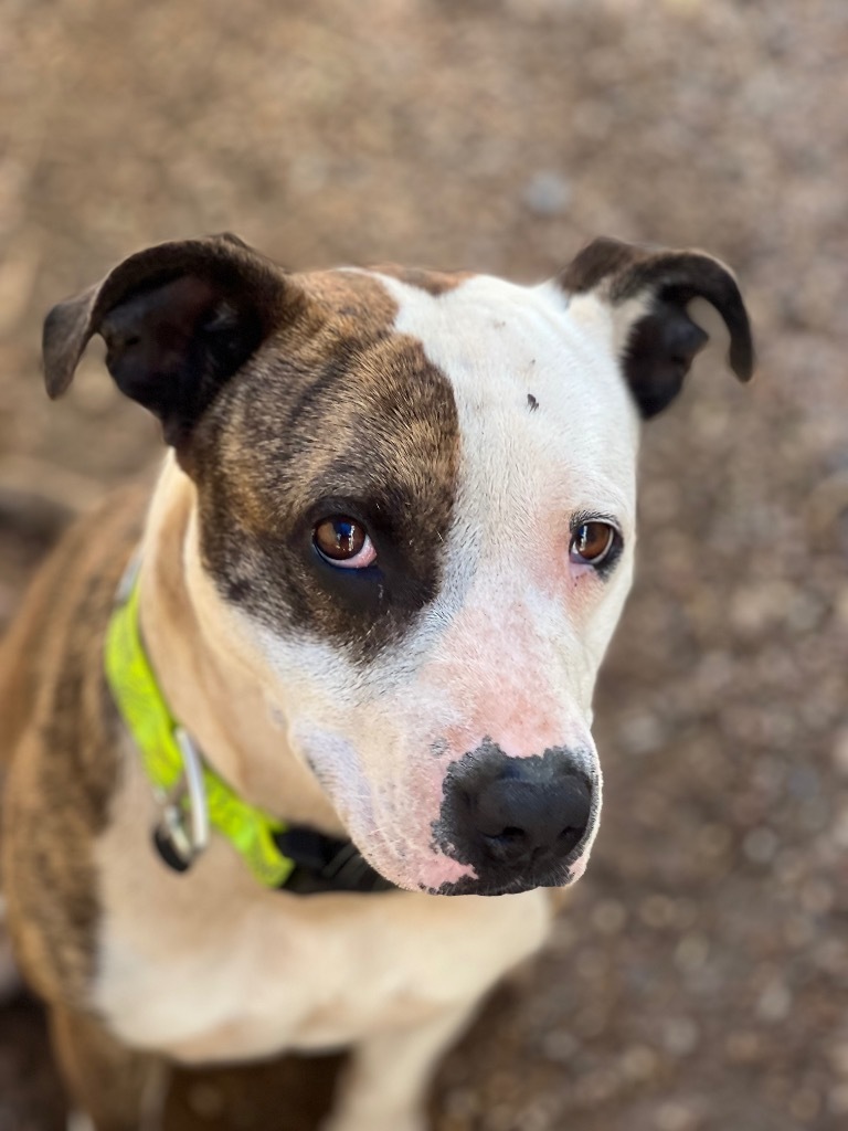 Keena, an adoptable Pit Bull Terrier in Duncan, OK, 73533 | Photo Image 4