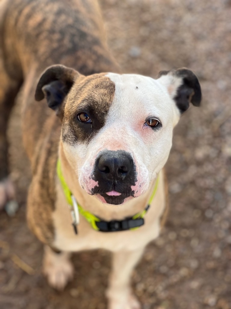 Keena, an adoptable Pit Bull Terrier in Duncan, OK, 73533 | Photo Image 5