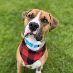 Hi My name is Red and Im at the Santa Maria Campus Im an 11 month-old male BoxerTerrier Pit 