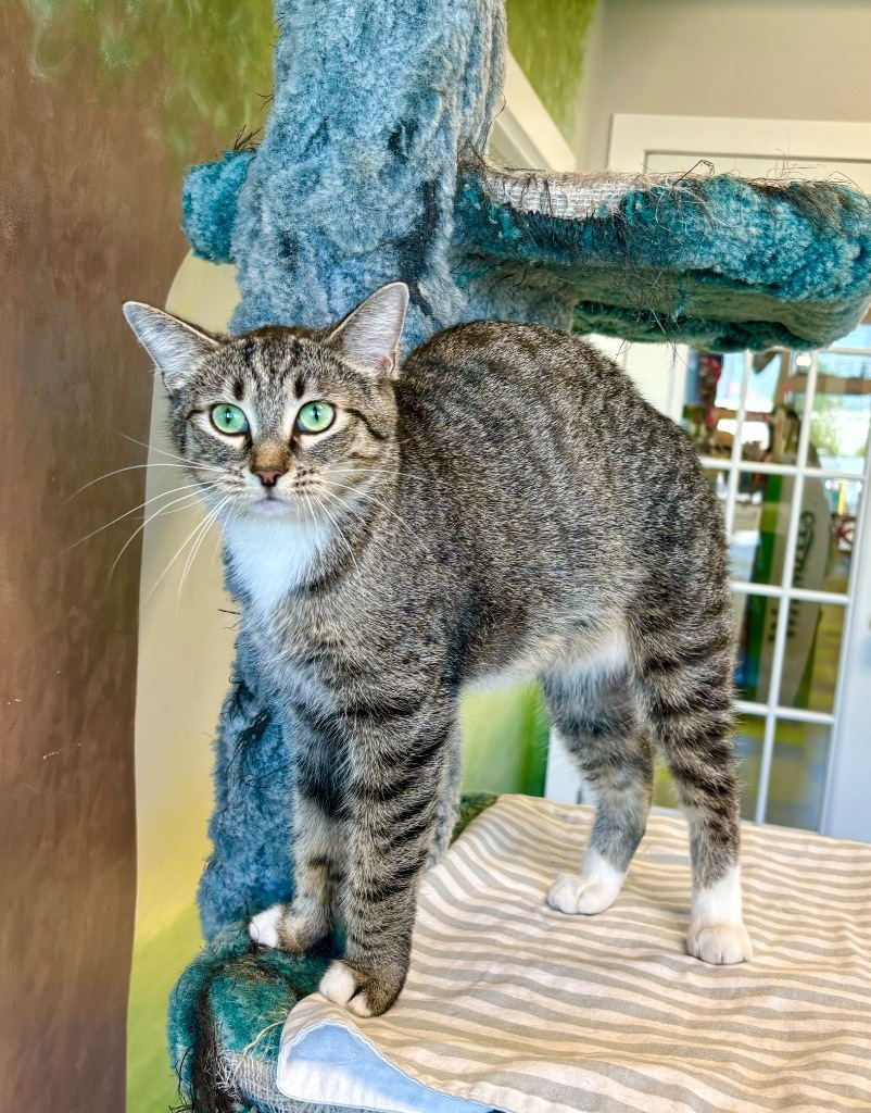 Patricia Pancetta, an adoptable Domestic Short Hair in Winnipeg, MB, R3H 0M1 | Photo Image 1