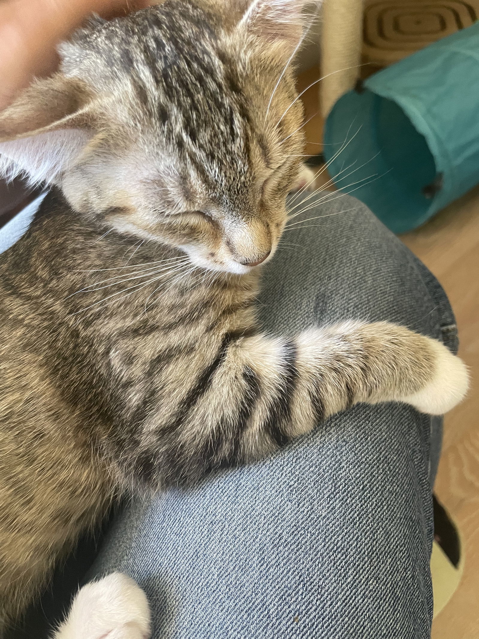 Hazel, an adoptable Abyssinian, Tabby in Walnut Creek, CA, 94596 | Photo Image 2