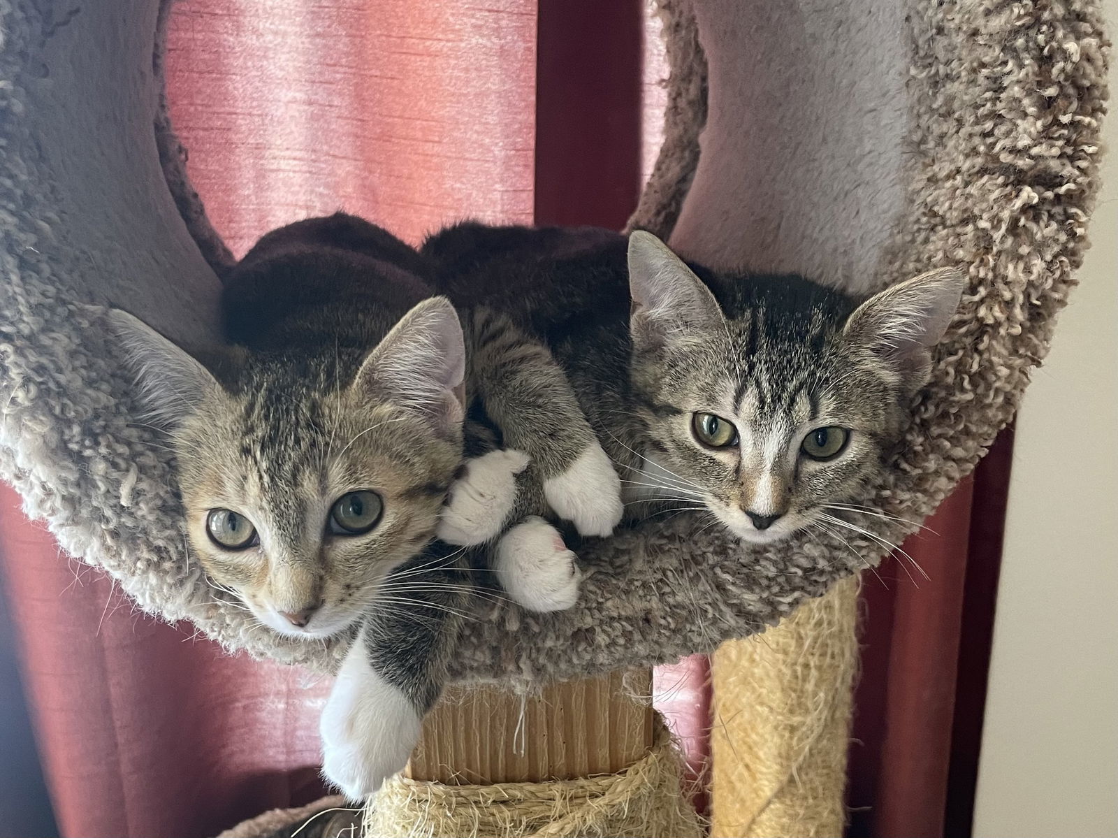 Hazel, an adoptable Abyssinian, Tabby in Walnut Creek, CA, 94596 | Photo Image 3