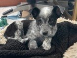 Border CollieHeeler male puppyBeau and the rest of his family of Border CollieHeelers were dropped