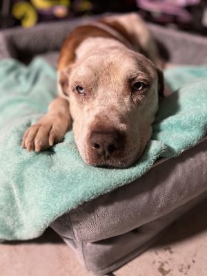 ENZO Cattle Dog Dog