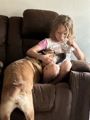MISS. ZUMA -DOG AND KID FRIENDLY German Shepherd Dog Dog