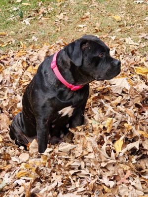 JOSEPHINE Presa Canario Dog