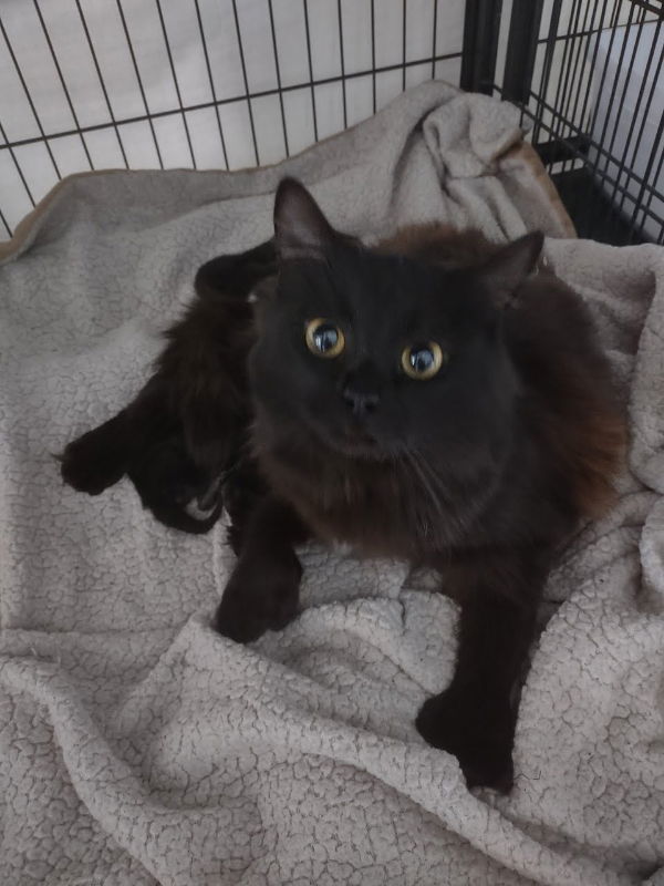 Julie, an adoptable Domestic Long Hair, Extra-Toes Cat / Hemingway Polydactyl in Alturas, CA, 96101 | Photo Image 1