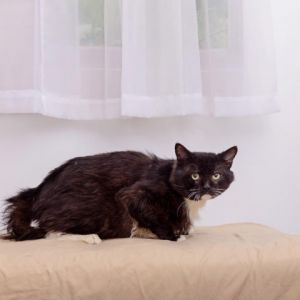 Mr. Pea Domestic Medium Hair Cat