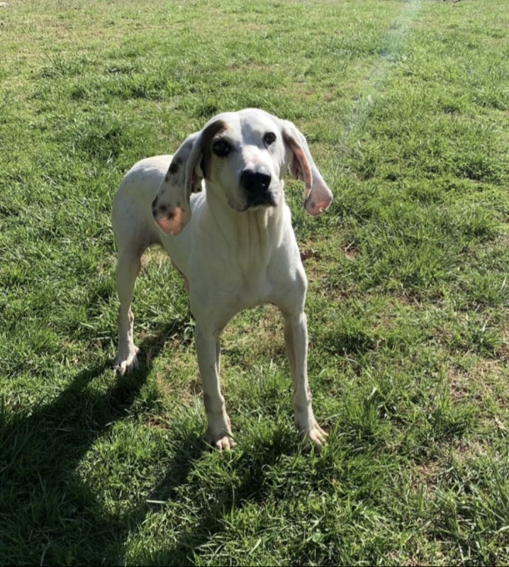 Wes, an adoptable Foxhound, Basset Hound in Winston Salem, NC, 27104 | Photo Image 3