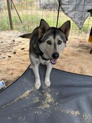 WINTER Alaskan Malamute Dog