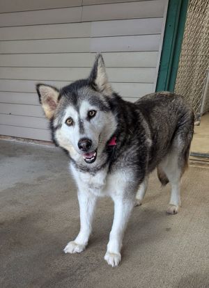 WINTER Alaskan Malamute Dog