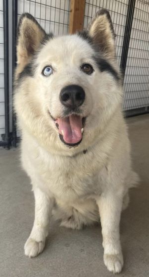 BANE Alaskan Malamute Dog