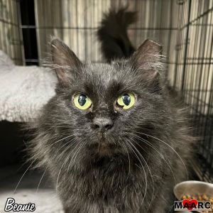 Beanie the 1-year-old black beauty Origin Story Beanie came to us as a stray in July 2023 with her