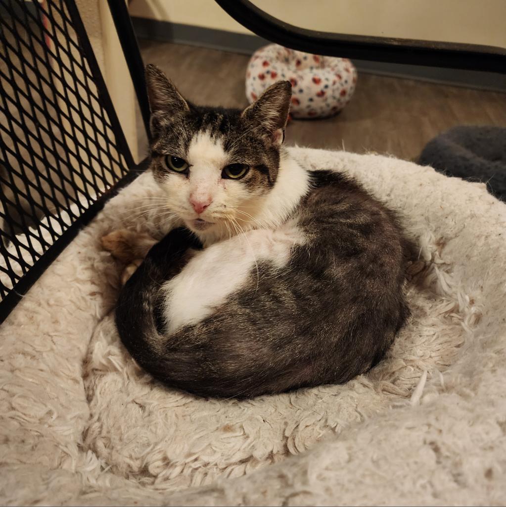 Ceetee, an adoptable Domestic Short Hair in Glenfield, NY, 13343 | Photo Image 1