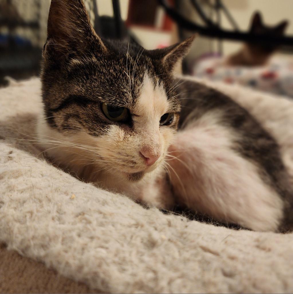 Ceetee, an adoptable Domestic Short Hair in Glenfield, NY, 13343 | Photo Image 2