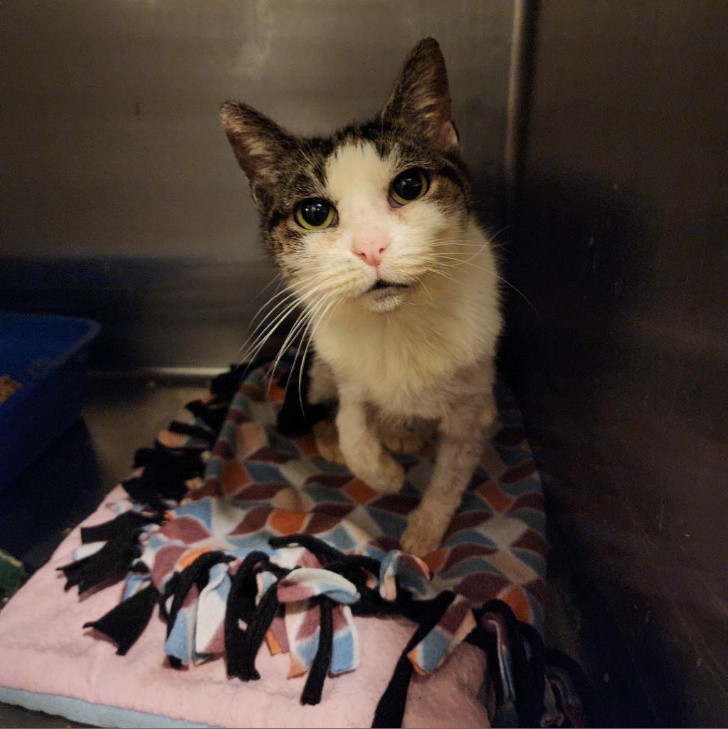 Ceetee, an adoptable Domestic Short Hair in Glenfield, NY, 13343 | Photo Image 3