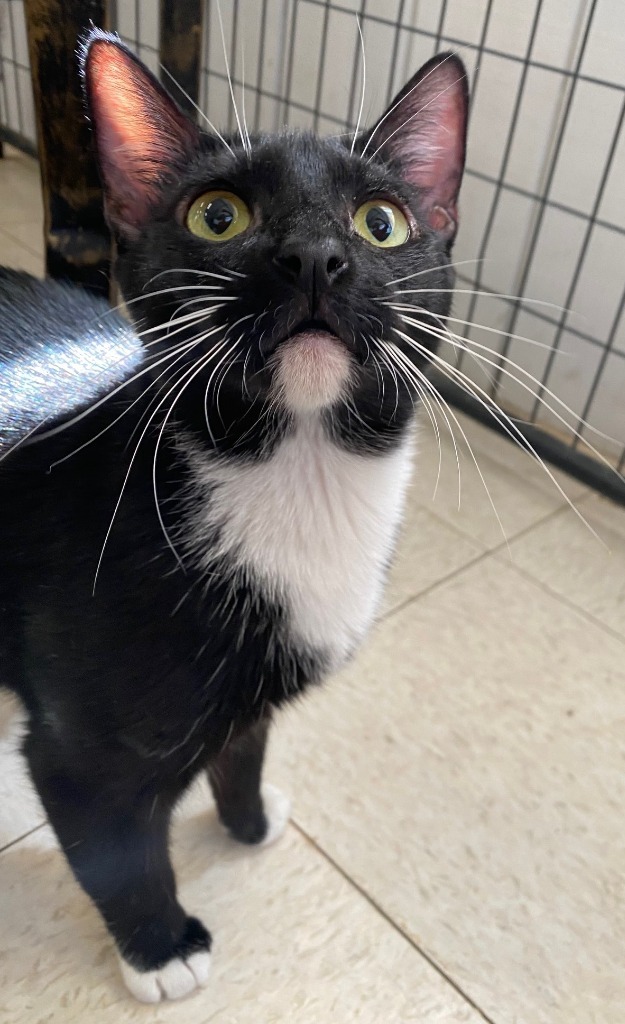 Lexi, an adoptable Domestic Short Hair in Lemoore, CA, 93245 | Photo Image 3