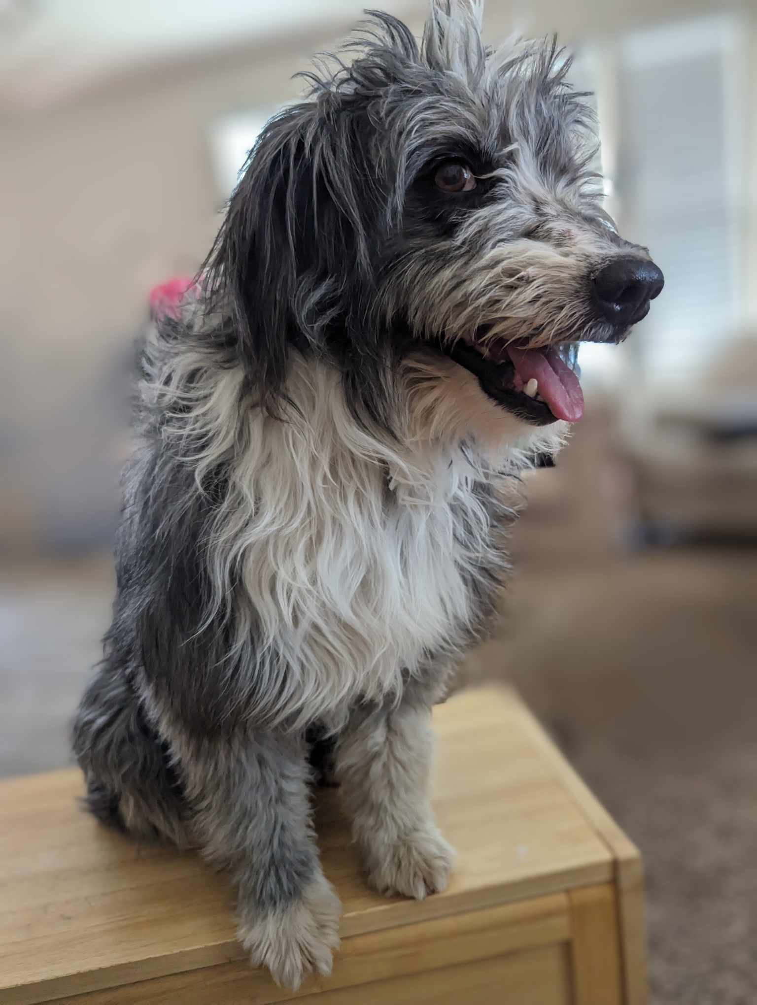 Hanky panky, an adoptable Australian Shepherd, Poodle in Midway, UT, 84049 | Photo Image 1