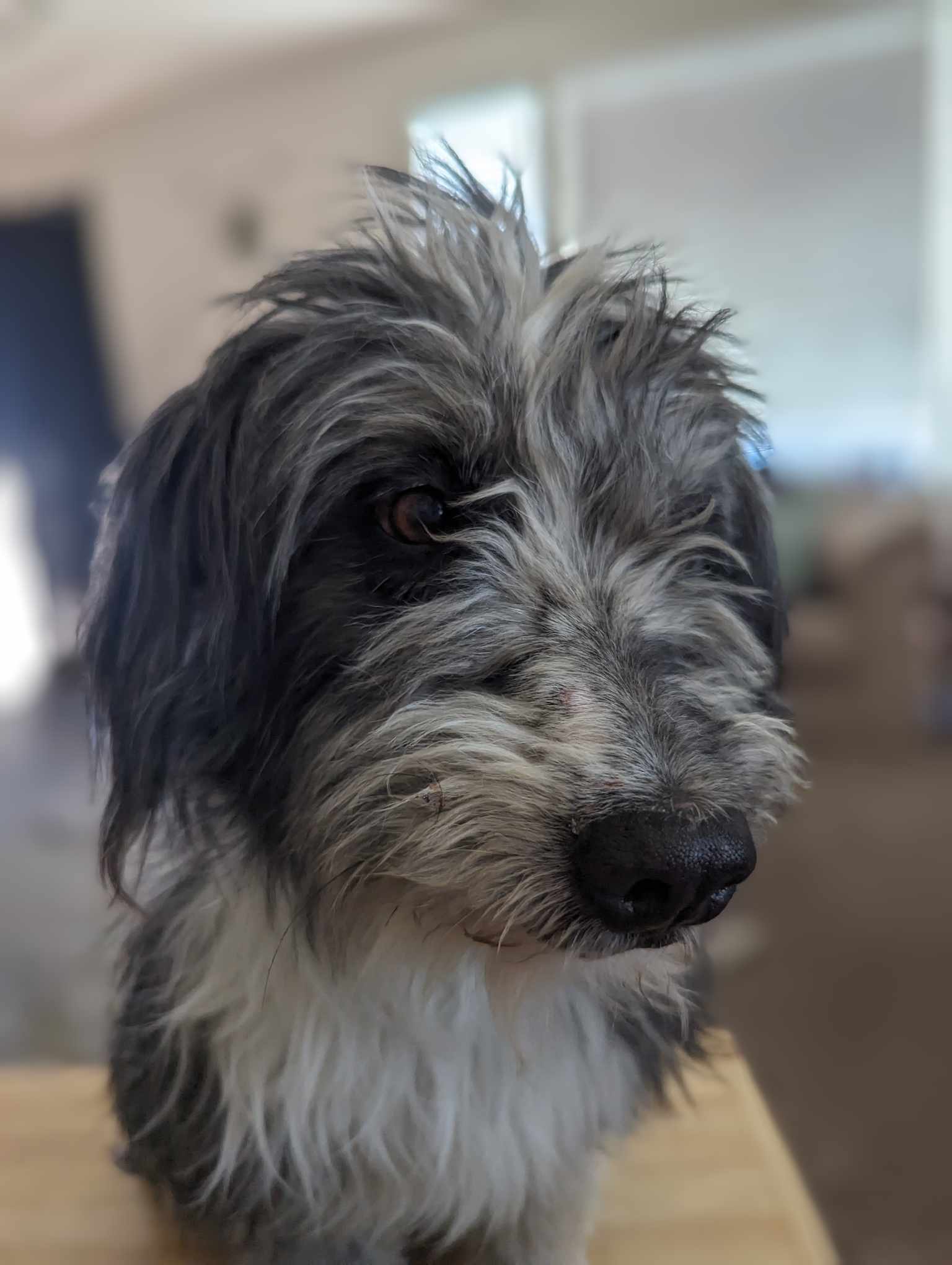 Hanky panky, an adoptable Australian Shepherd, Poodle in Midway, UT, 84049 | Photo Image 2