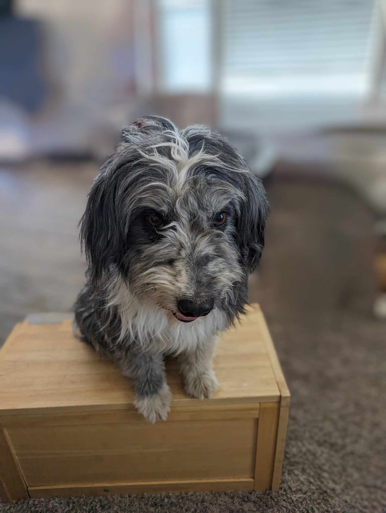 Hanky panky, an adoptable Australian Shepherd, Poodle in Midway, UT, 84049 | Photo Image 3