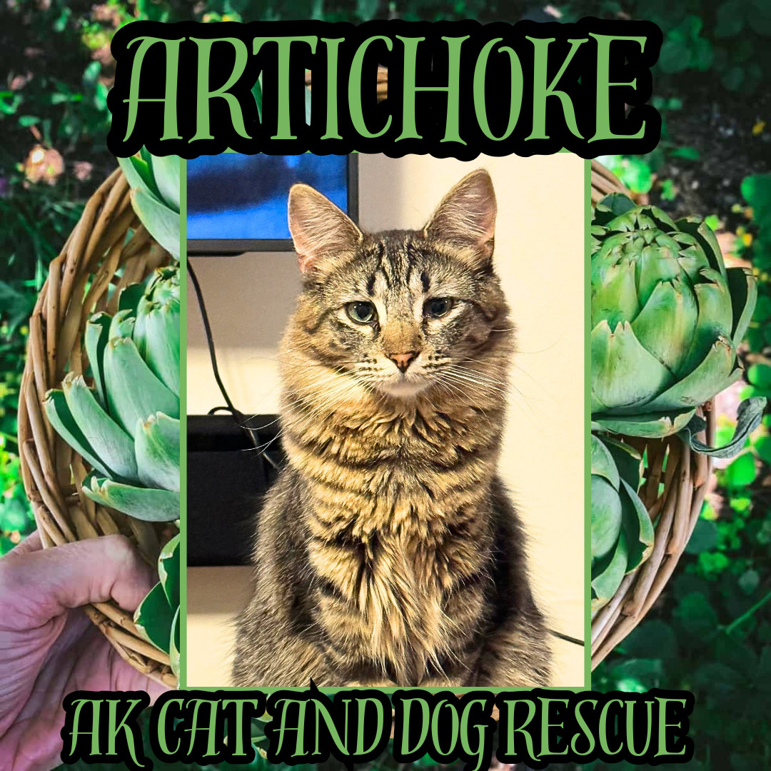 Artichoke, an adoptable Domestic Long Hair in Wasilla, AK, 99654 | Photo Image 1