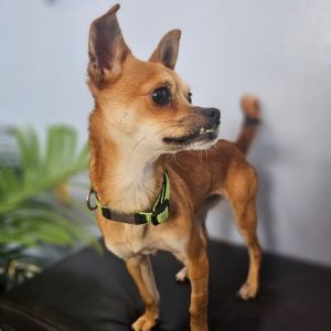 Bettie Chihuahua Dog