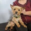 TAZ is a super cute high energy playful little man who bring joy wherever he goes 3-4 yr old neute